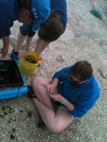 collecting dinner in the marsh...mussels!